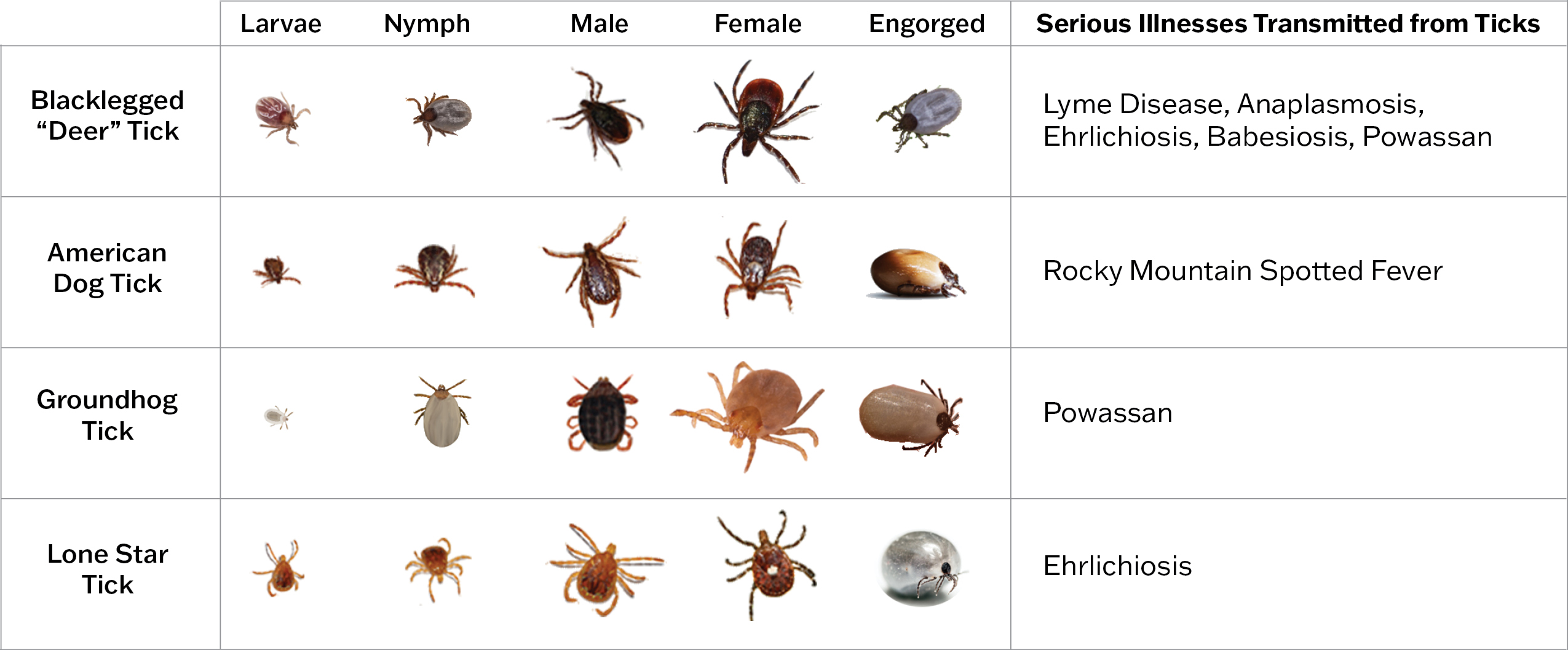 Different Types Of Ticks