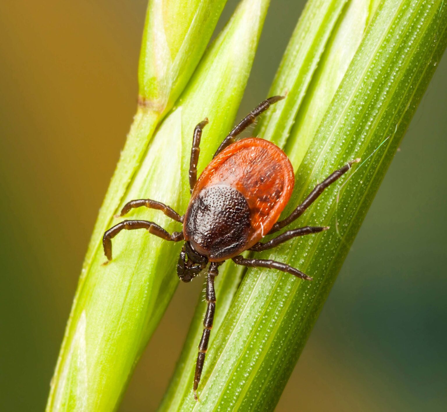 Tick season expected to surge across New York in 2026 - CSEA NY